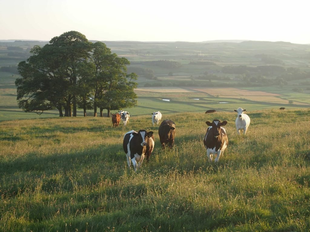 Burger King Modifies Cow Diet to Combat Climate Change Burger King implements tweaks on diet of cows to lower their methane impact to the environment ultimately to combat Climate Change