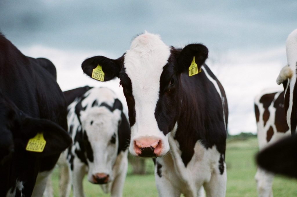 Impossible Foods Working to Replace Cow’s Milk with Plant-Based Version Impossible Foods Working to Replace Cow’s Milk with Plant-Based Version