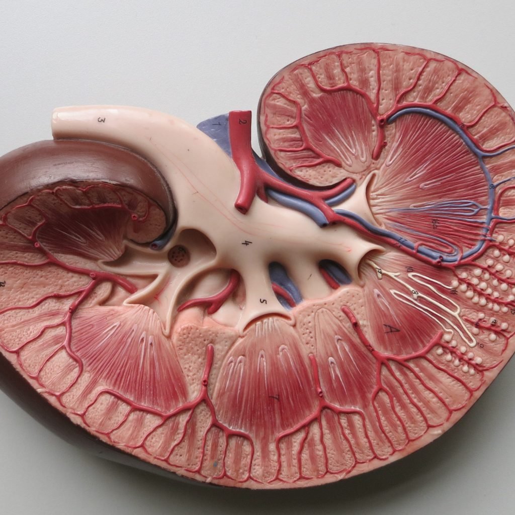 AstraZeneca, BenevolentAI home in on computer-generated target for chronic kidney disease drugs