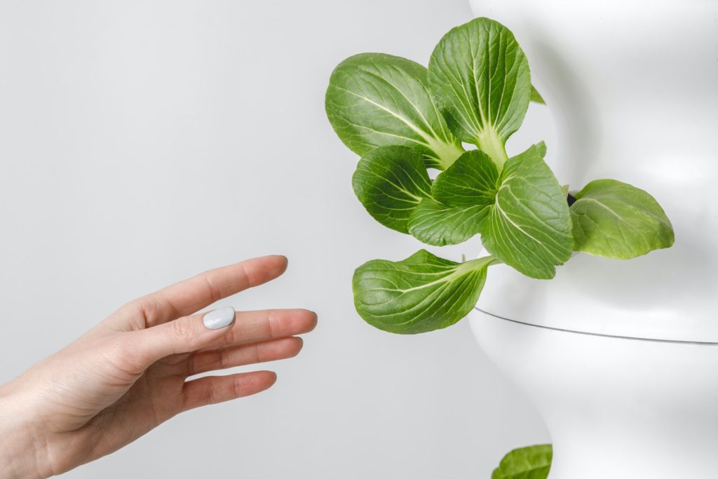 NFT Hydroponics: What It is? nft hydroponics